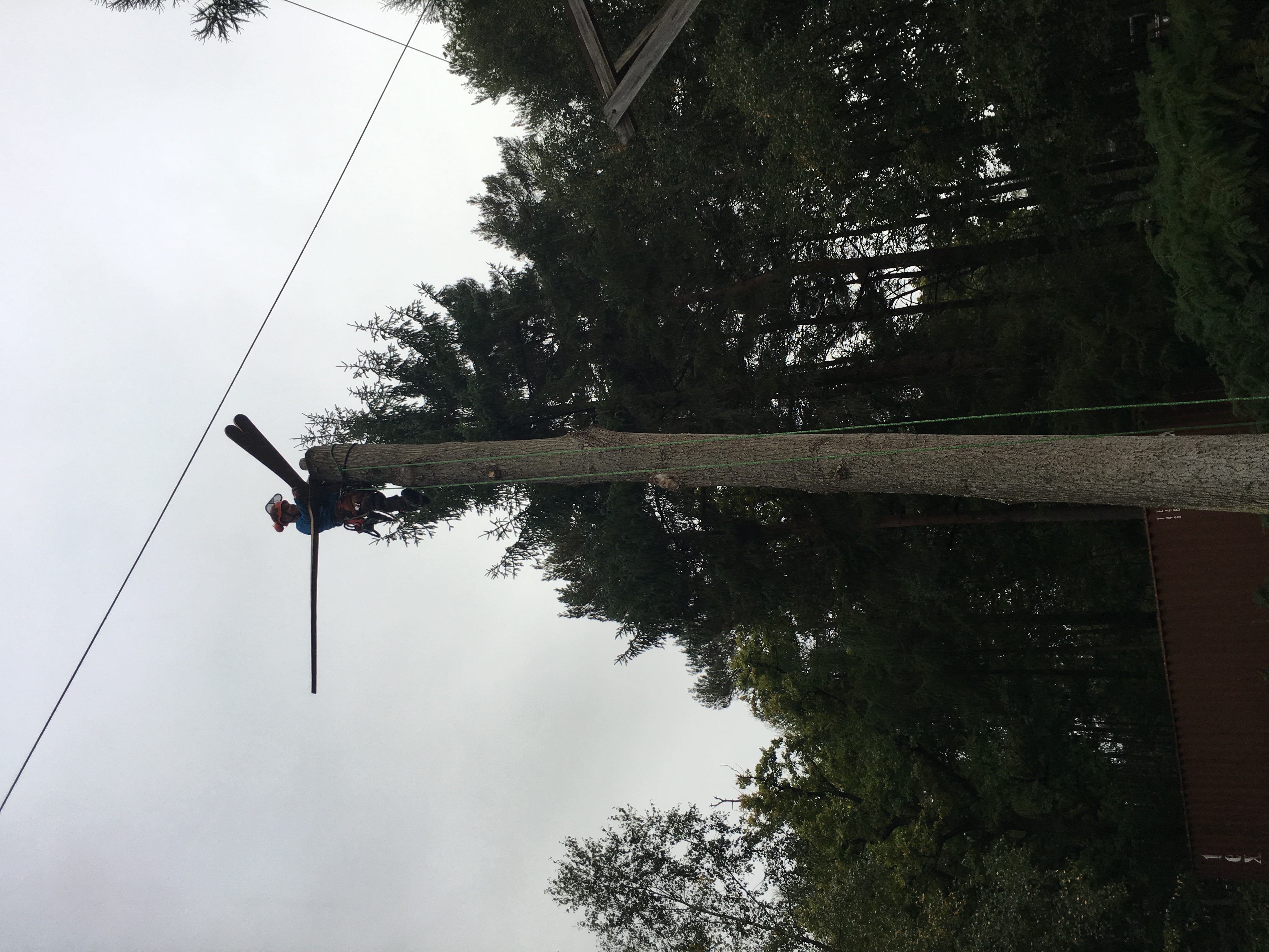 Tree Work & Networking (Woodland Enterprise Centre) Scott Fraser Training